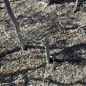 杭 状に残ってるんで倒れると危ないです