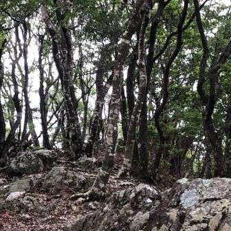 山頂辺りは岩が露出していた🪨