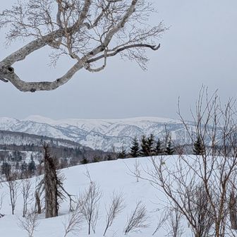 白い余市岳も見えた👍