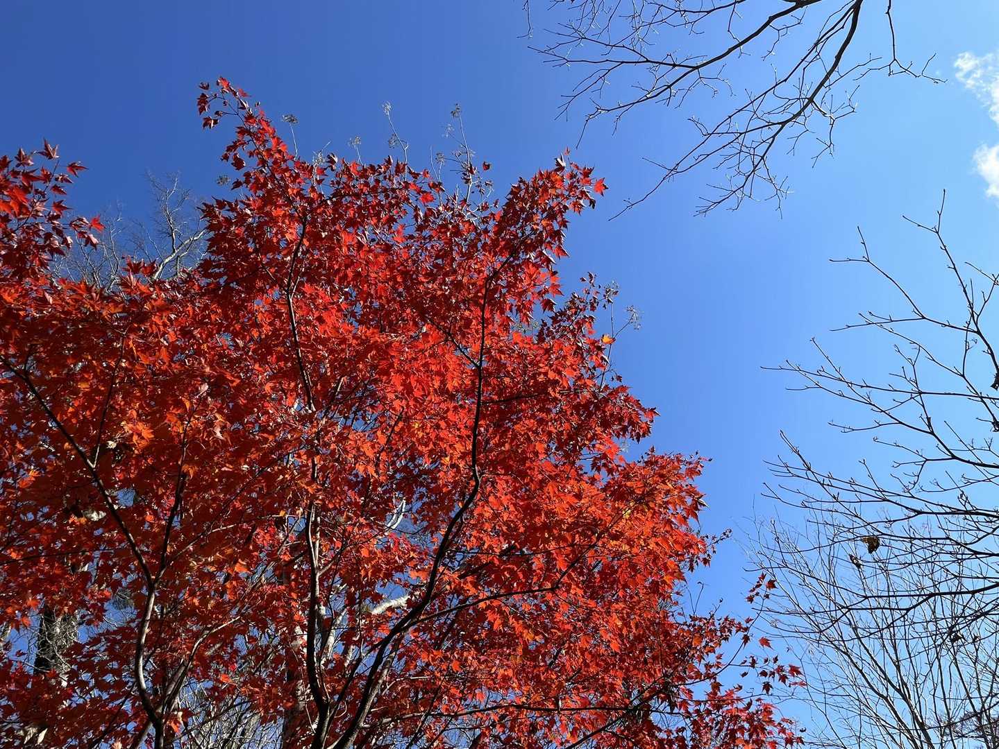 空の青に映える紅葉🍁