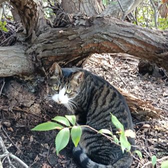長崎の鼻の猫