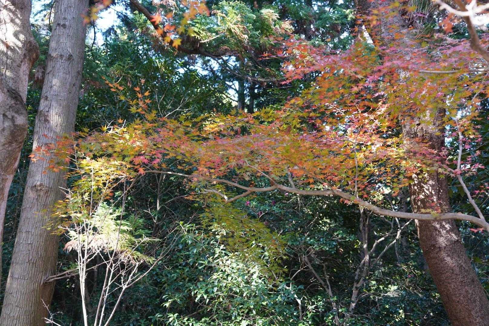 大目配登山口-大目配-薬王寺峠-京王山-鬼王山-妙見山 周回コースの写真
