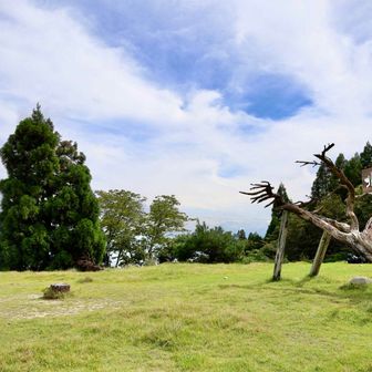 北比良峠の名木？枯れちゃってる