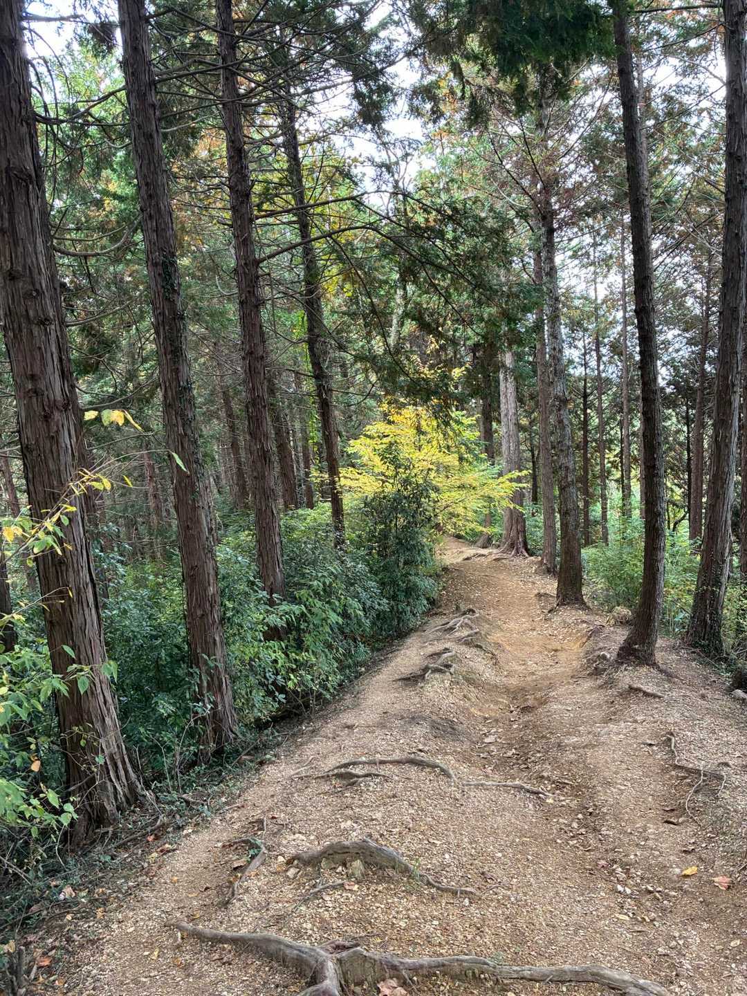 草戸峠を目指します🚶‍♂️
峠から八方台、四辻経由で高尾山口へ