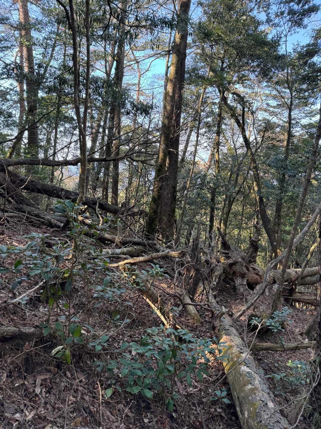 倒木多し🌲🪵