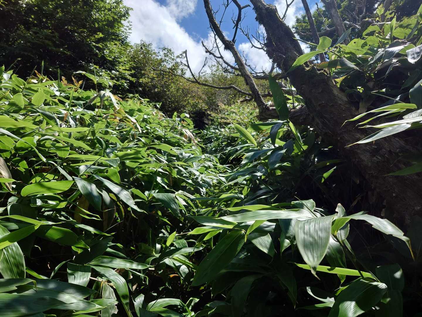 急登を登り終え、稜線手前の笹区間
この辺りから山頂付近まで、身の丈程の笹漕ぎゾーンがあるので、半そで短パンは避けた方がいいでしょう。