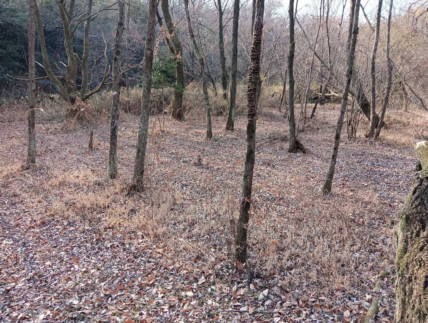 ハンノキ湿地帯