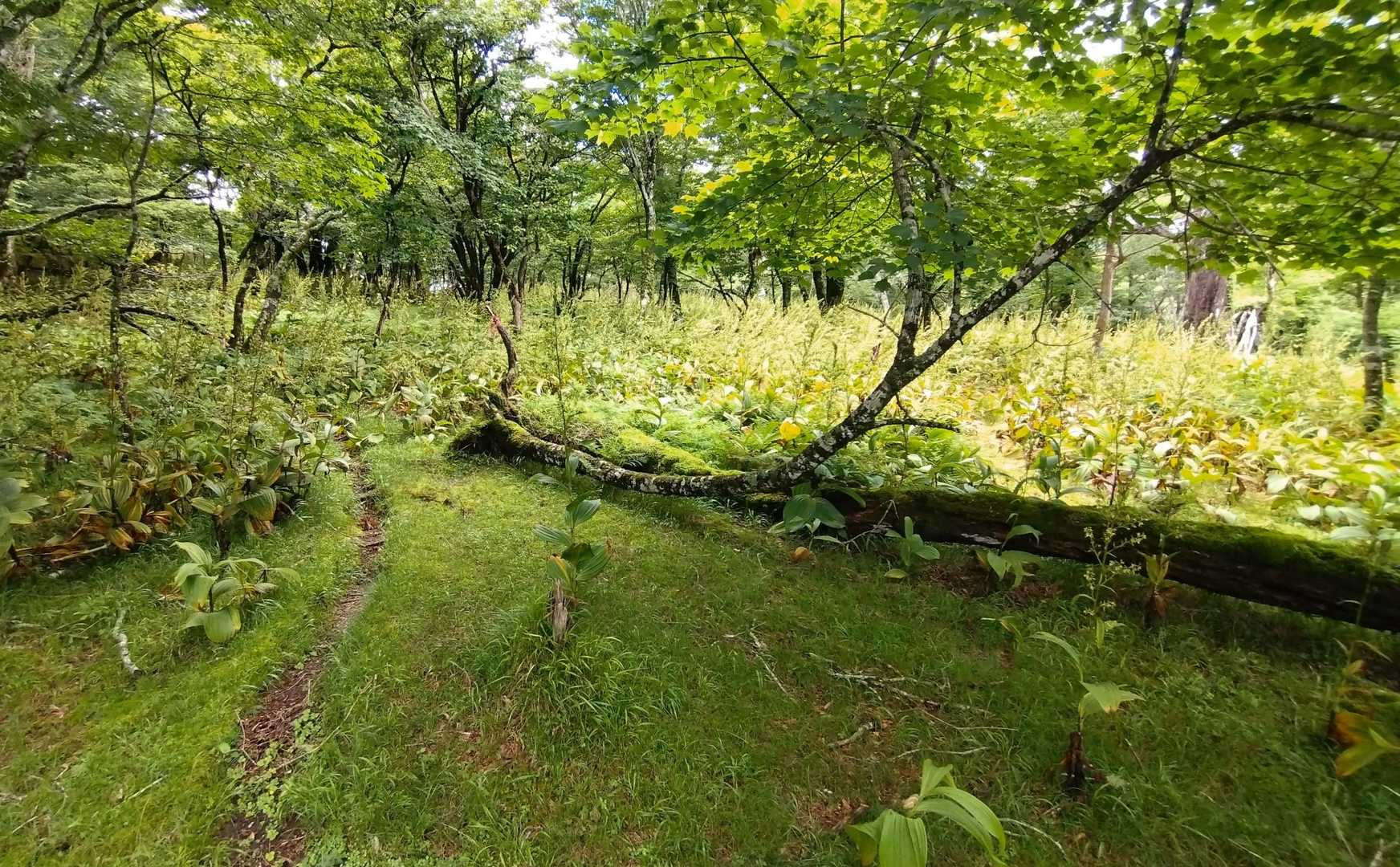 奥は終わりかけのバイケイソウだらけ
怖いくらいに群生してる