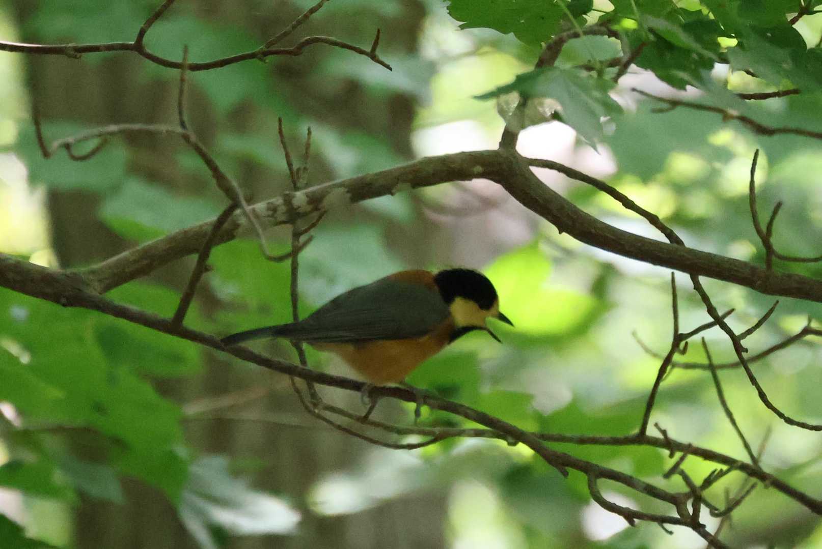 めっちゃ鳴いてた！ヤマガラさん