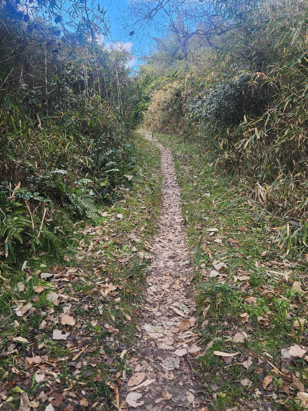きれいに刈り込まれた登山道