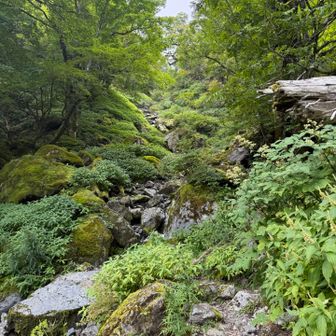 ここを、登っても、キレンゲショウマの群生地がある。今回は、スルーした。