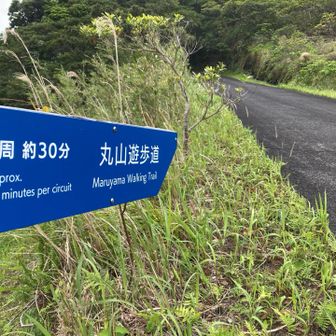 ここから丸山遊歩道
一周30分と手頃な遊歩道