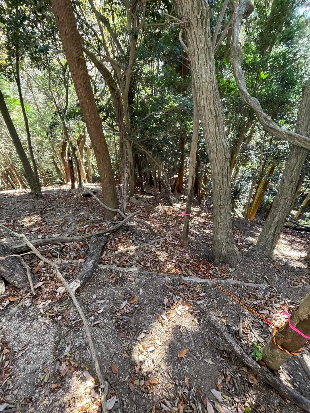 ここも登山道から急に方向が変わっていたのかな気づかず、しばらく行き過ぎてしまったところ。今回唯一のロープでした