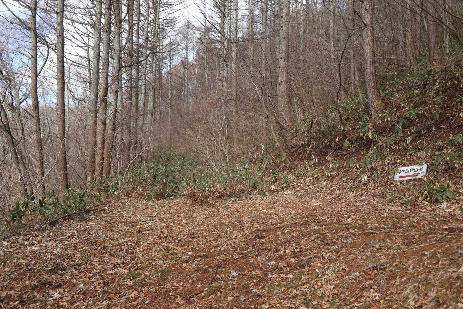 いつもの登山道はこの手前を右ですが、真っ直ぐ進み、笹藪の旧い作業道に入る
