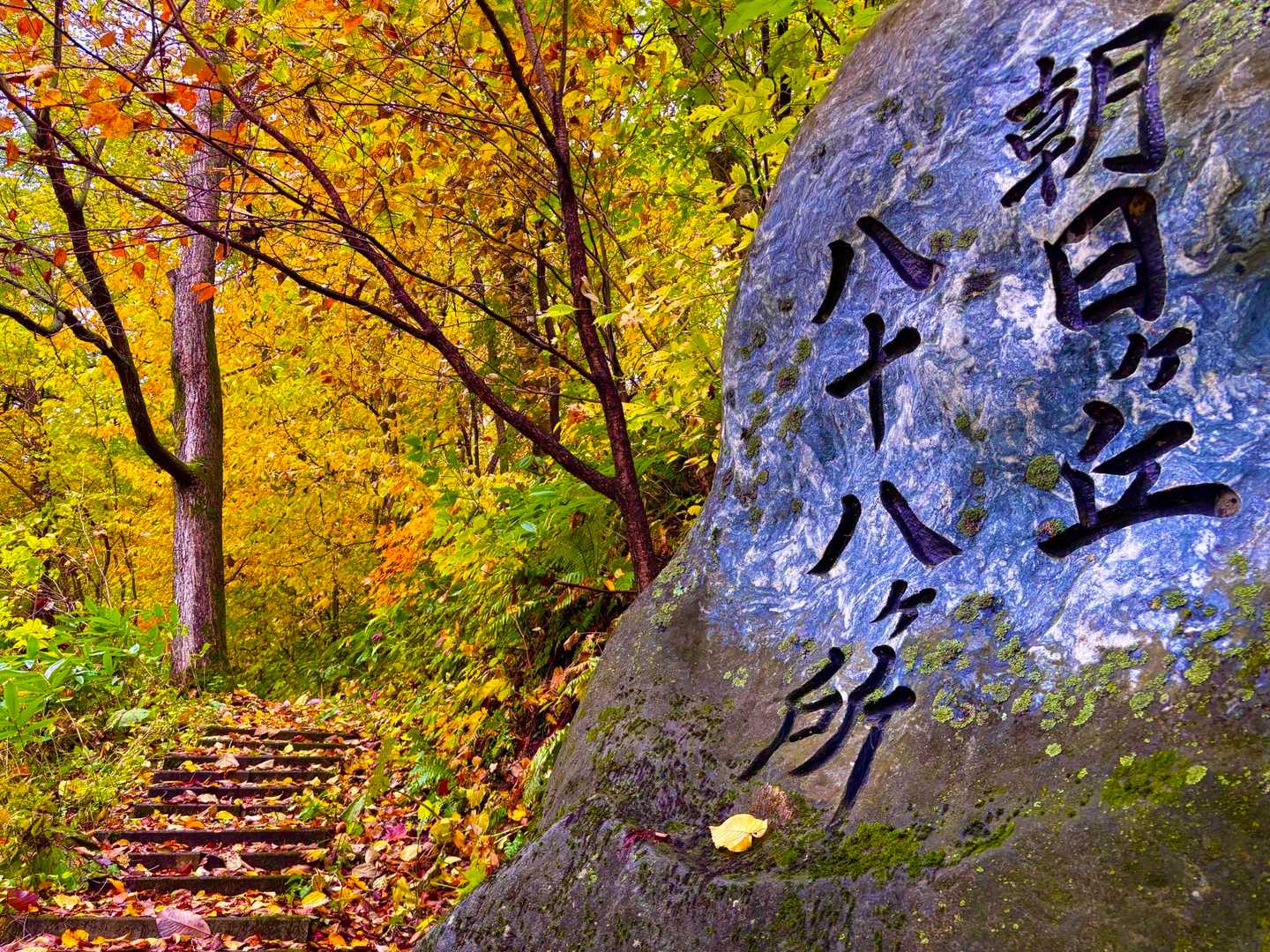 なまこ山 往復コースの写真