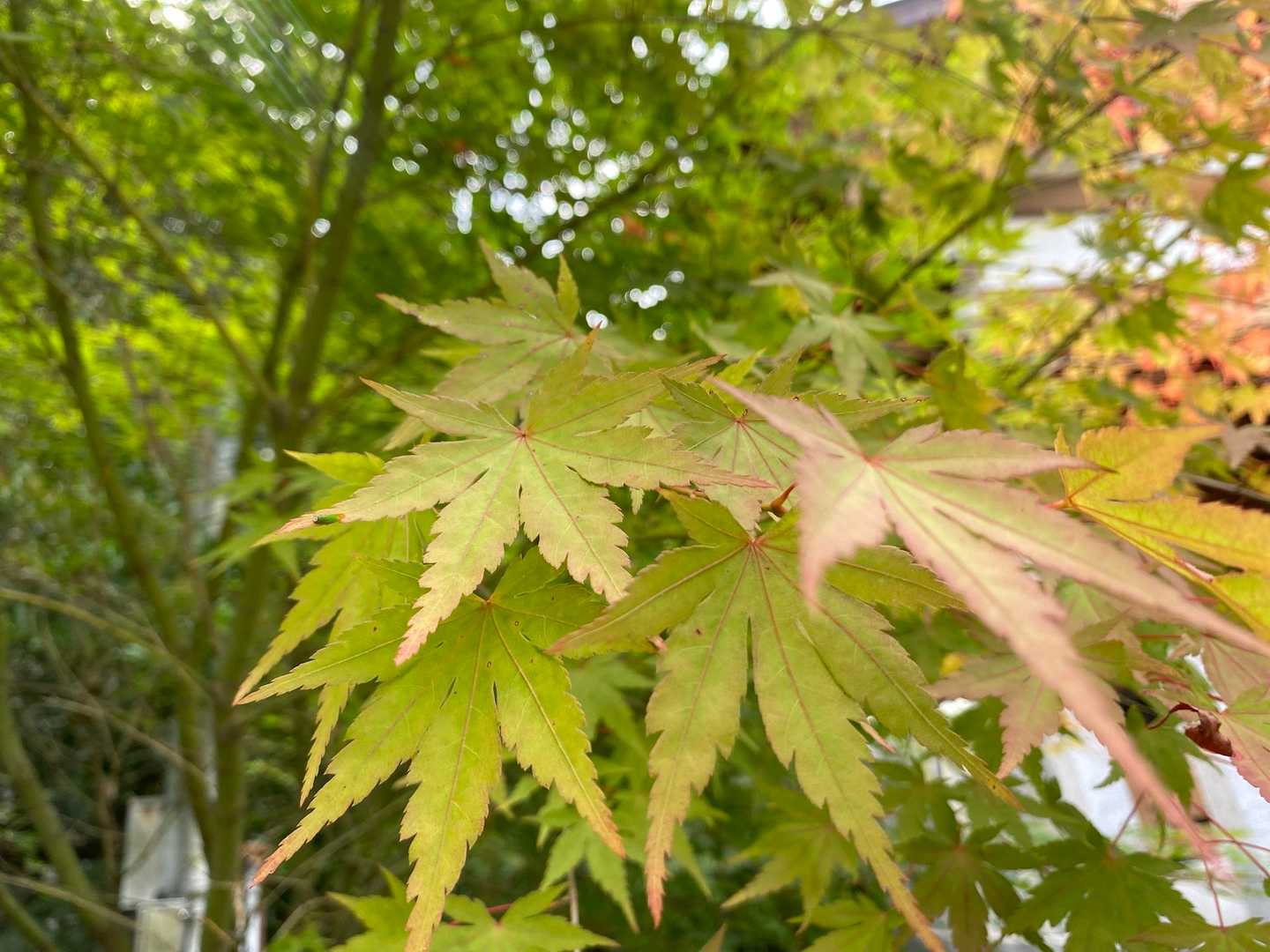 青もみじが紅葉しかけてたよ🍁