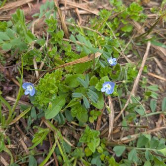 オオイヌノフグリ