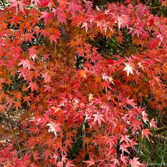 散策路が終わる寸前で、YAMAPから軌跡が取れていないと通知が…💦 空飛んじゃってた〜