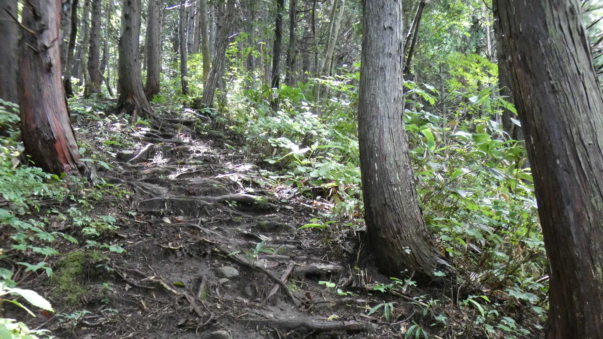 こちらは急登でも杉の根があるおかげで足場はしっかり。