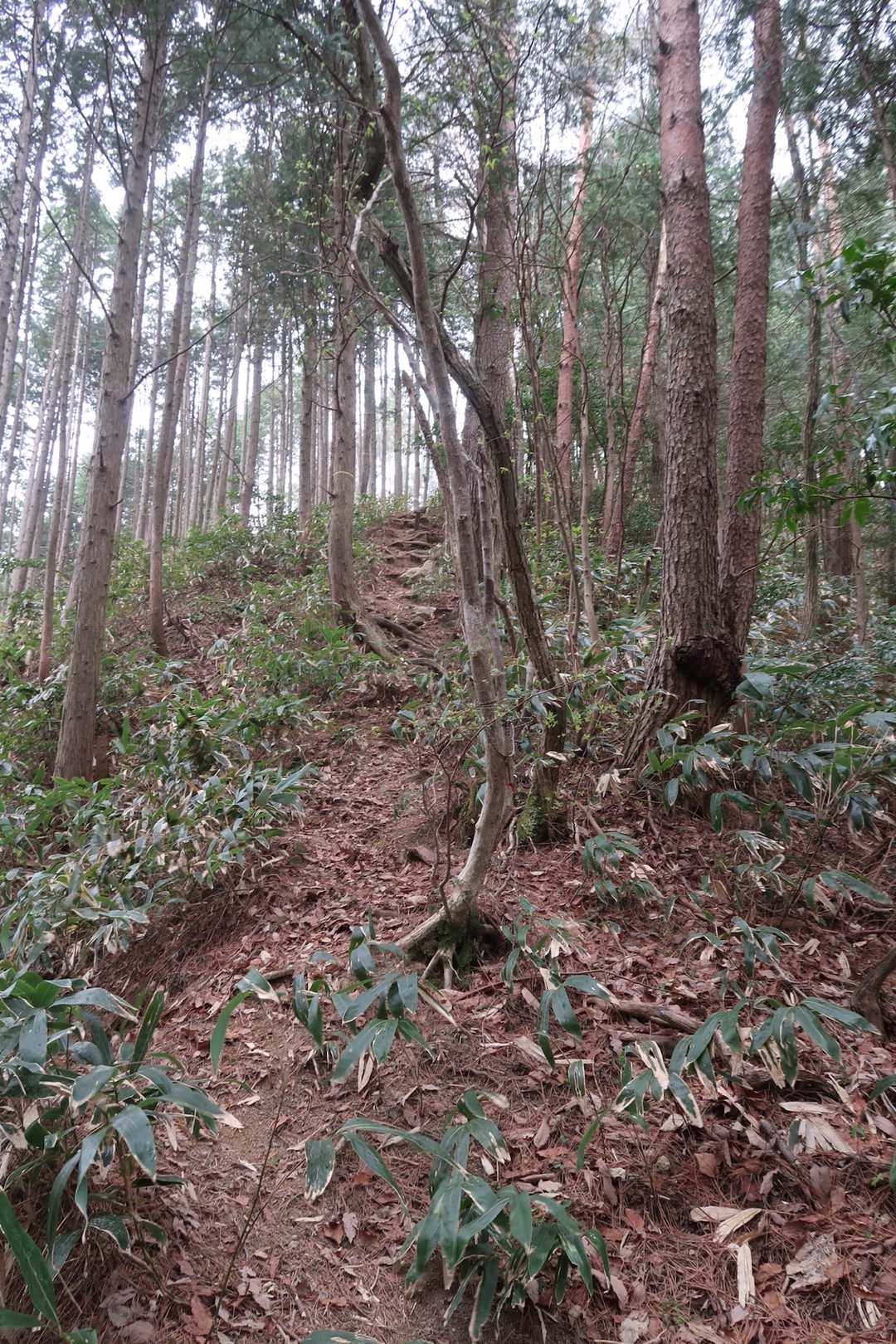 仏峠-弟見山 往復コースの写真