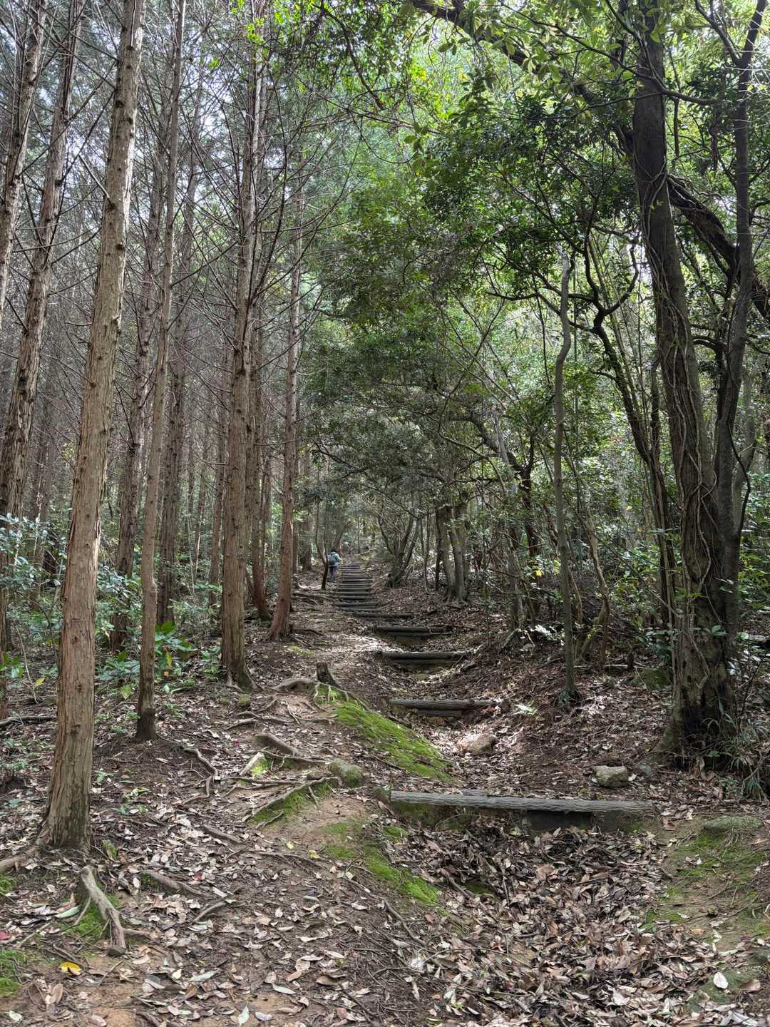 最初は緩い階段歩き