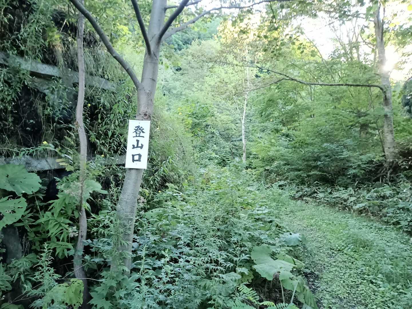 少し草がワシャワシャ