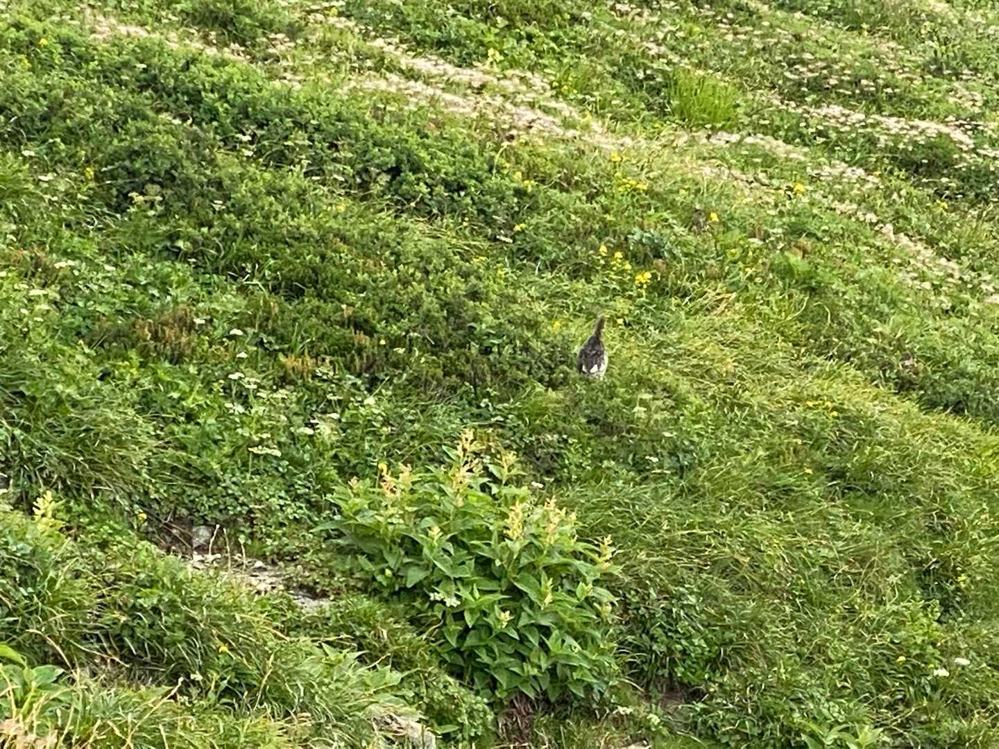 雷鳥発見　ひな🐣が4羽ほどいました