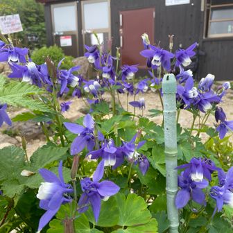 ミヤマオダマキと弘法清水小屋