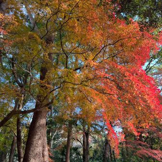 紅葉が綺麗