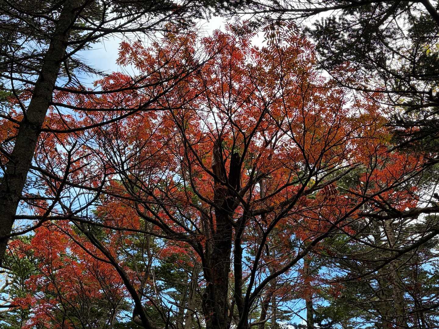 白駒池入口-ニュウ-中山峠 縦走コースの写真