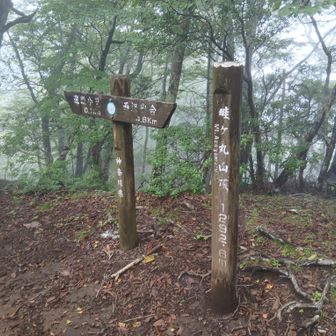 畦ヶ丸についた　一週間ぶり三回目