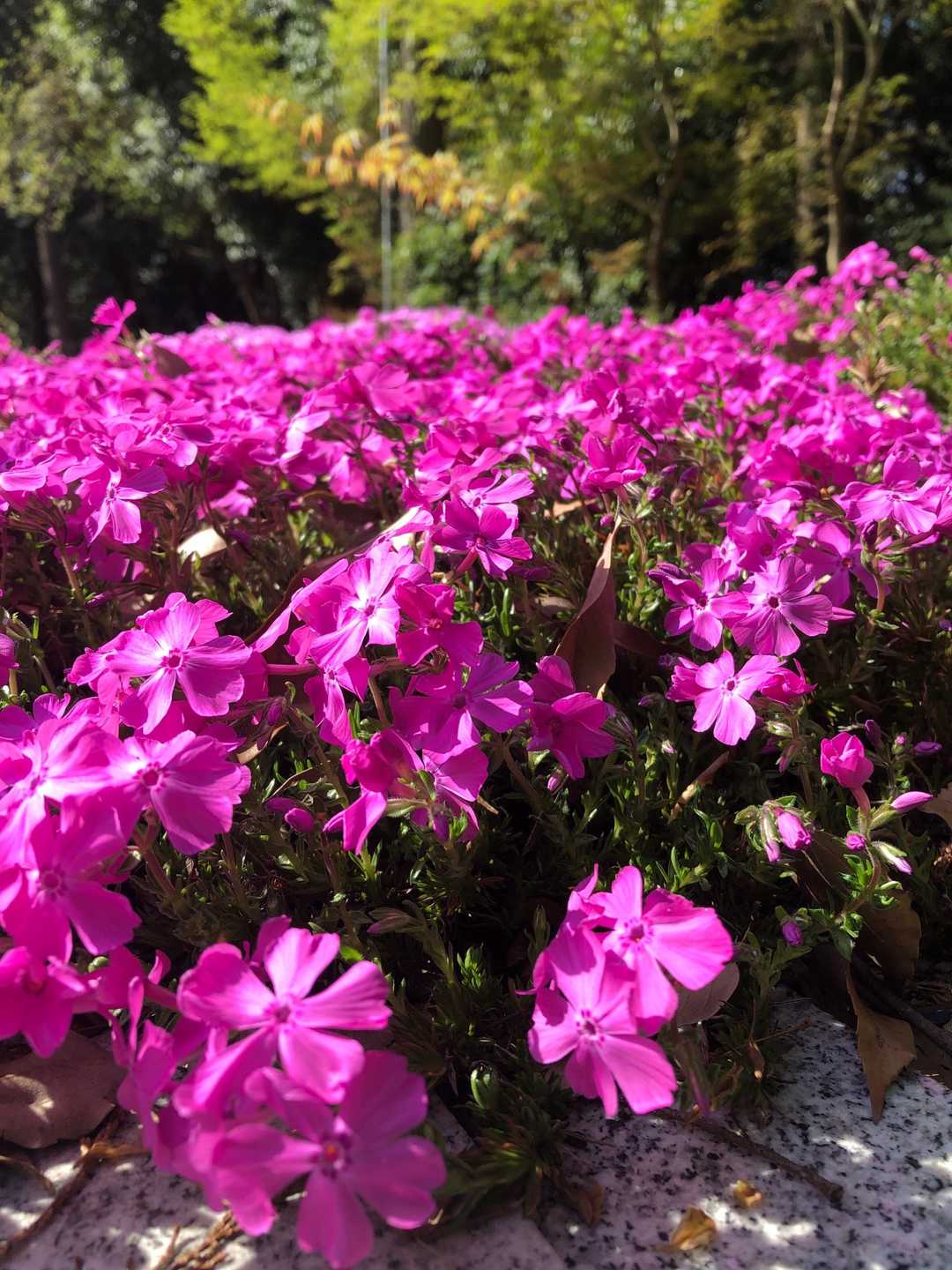 シバザクラ🌸　やっぱり集まると華やか✨