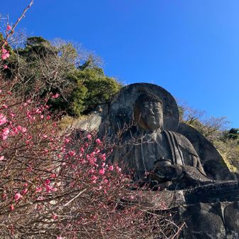 日本一大きな磨崖仏(薬師瑠璃光如来)に安全登山をご祈願します。ここには早くも梅が咲いています。