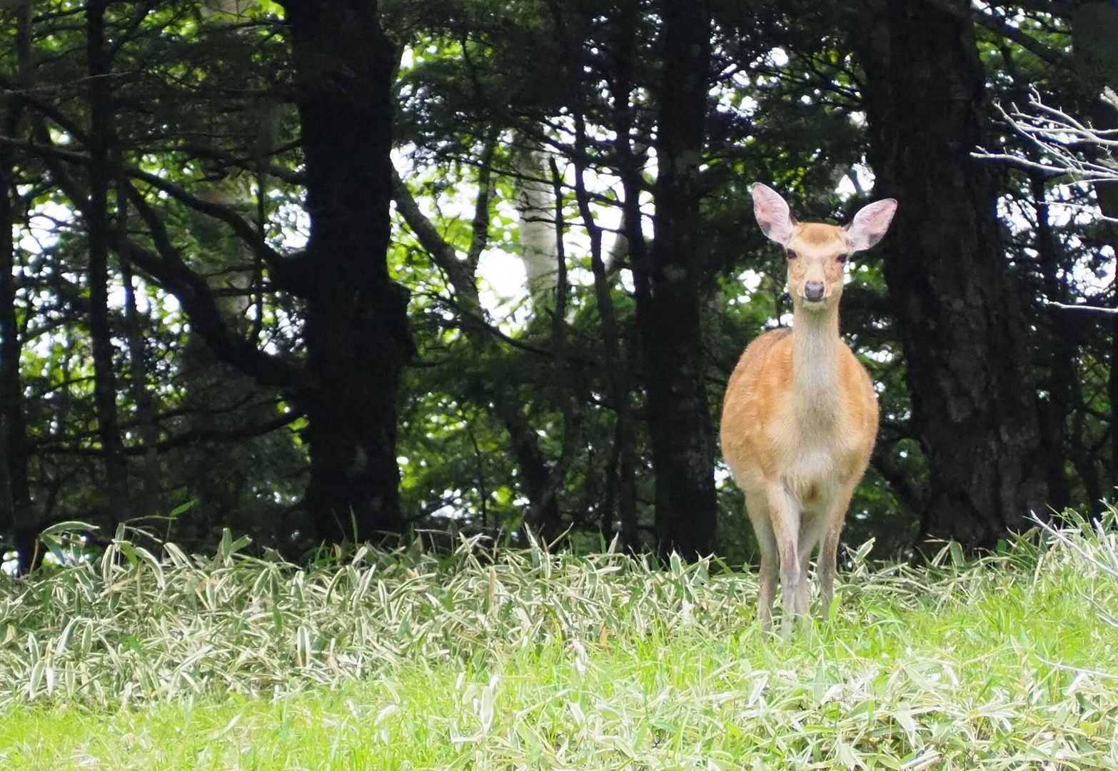 こっち向いて耳をクルクル回してた🎵