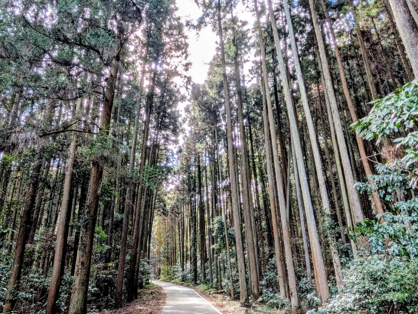 最初は杉林の間をトコトコ🚶