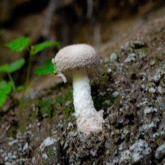 マシュマロみたいな雰囲気のキノコ🍄