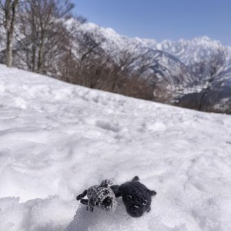 千石城山 本日の相棒