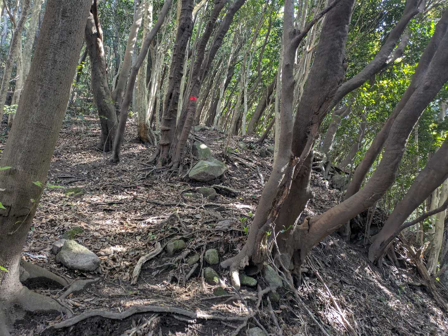 天狗山-七面山 周回コースの写真