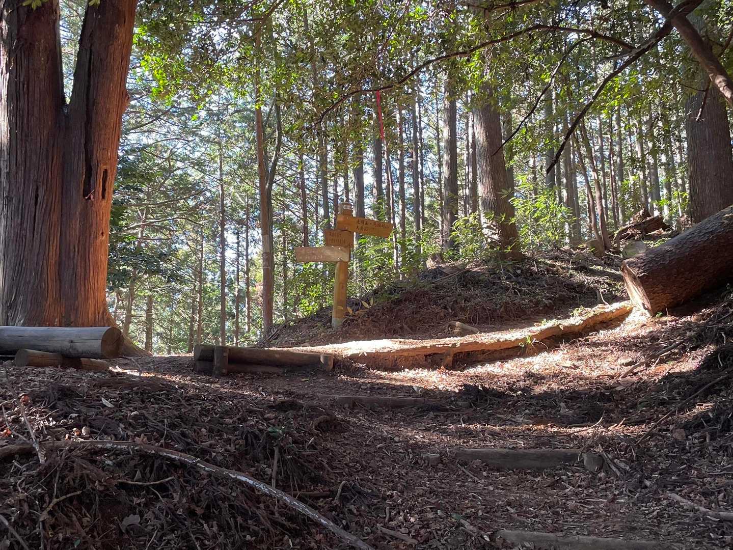 馬頭刈尾根に乗りました、分岐です。
ここから馬頭刈山へピストンし、帰りは向こうの斜面を降ります。
