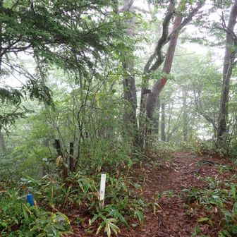 富士尾山1296m・三等三角点の山に辿り着く✊😙🎊✨✨🎶🎶。　ずーっと雨の中の登山は、久しぶり。