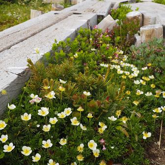 この辺りはお花畑
チングルマ