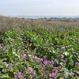 ホトケノザの群生地