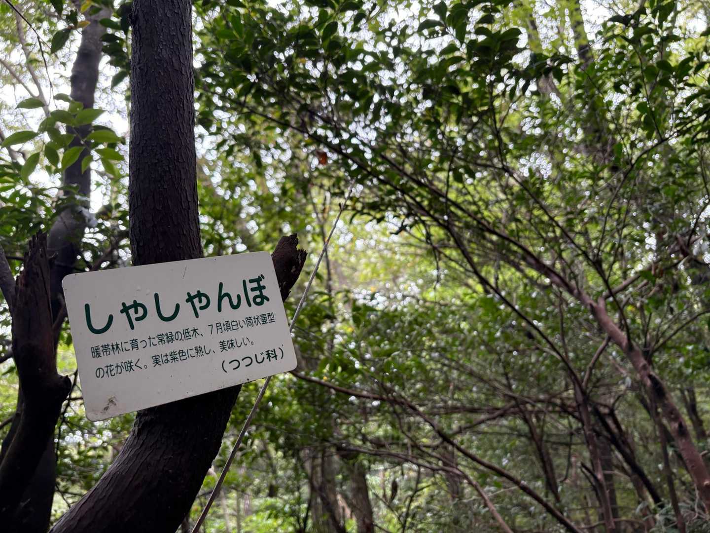 しゃしゃんぼ🫐　カワイイ名前(*´˘`*)
ブルーベリーみたいな実がなって、甘酸っぱくて美味しいんだって〜。