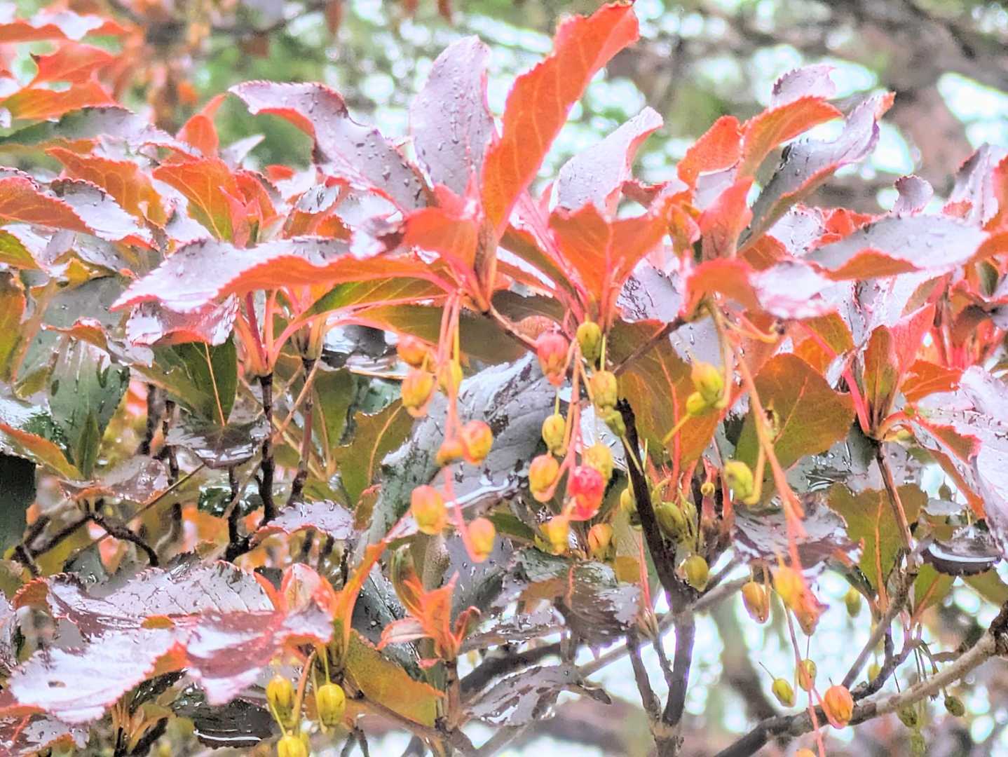 ベニドウダンの紅葉
最終は真紅になるんだ
