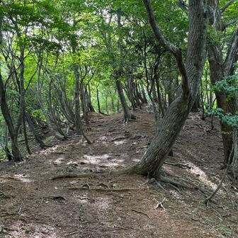 時折、急登ですが登りやすい道をすすむ