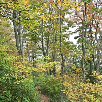 ここも紅葉がいい