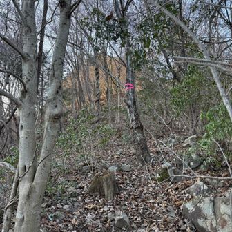 林道にあがるまで一部踏み跡少なし。
