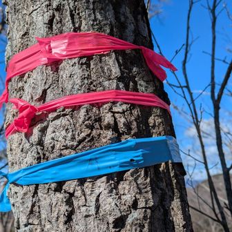 両崖山・仙人ヶ岳・石尊山 これ、見たことあります---アヤシイ
🐟️本まぐろ山
あ！
本羽黒山って書いてあったビニールテープの付け方と似ています🧐