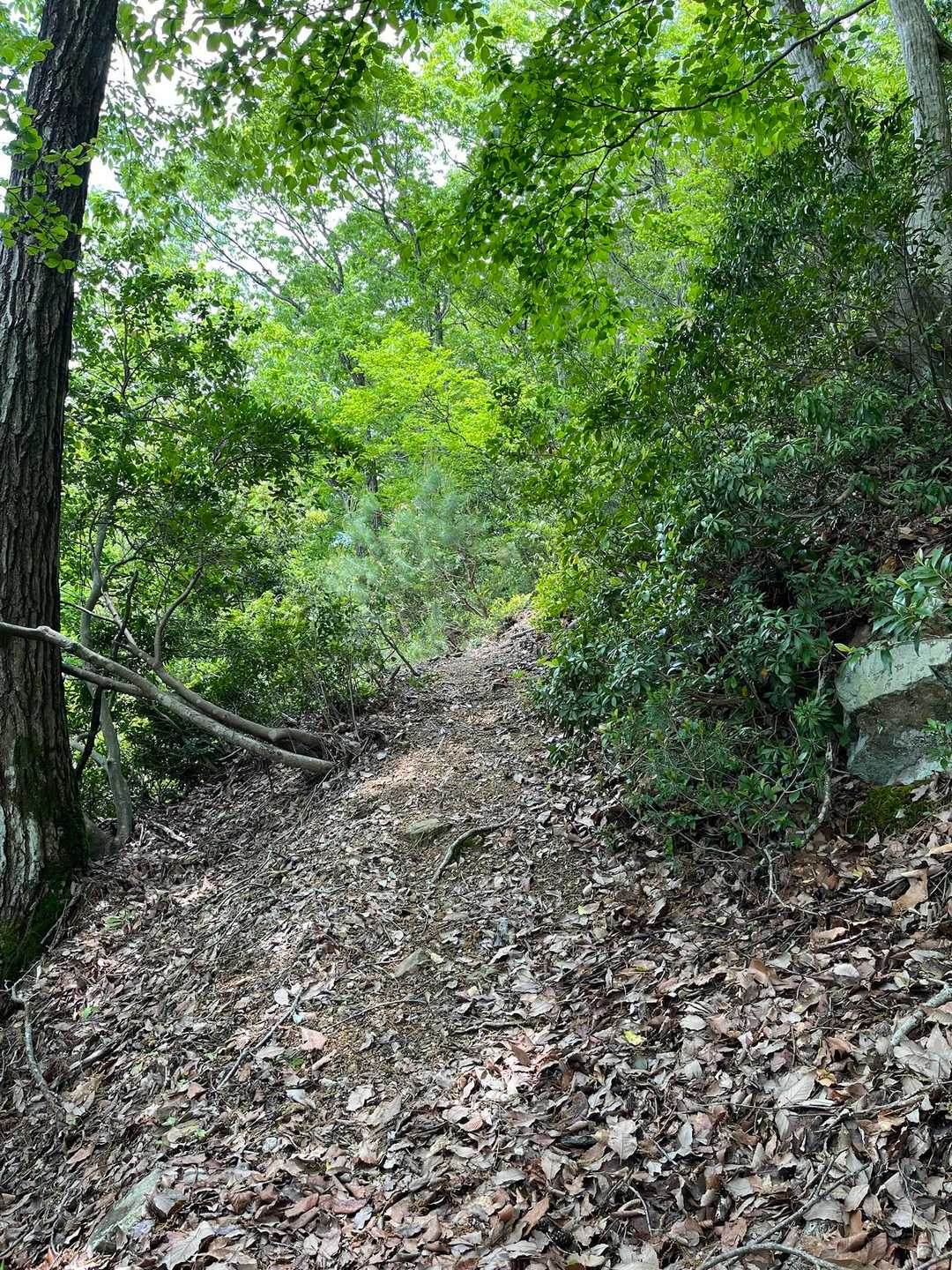 登山道はまあまあ見えるけど
たまに間違えそうになる