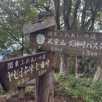 天目山登頂1303m
(YAMAP1302m)
